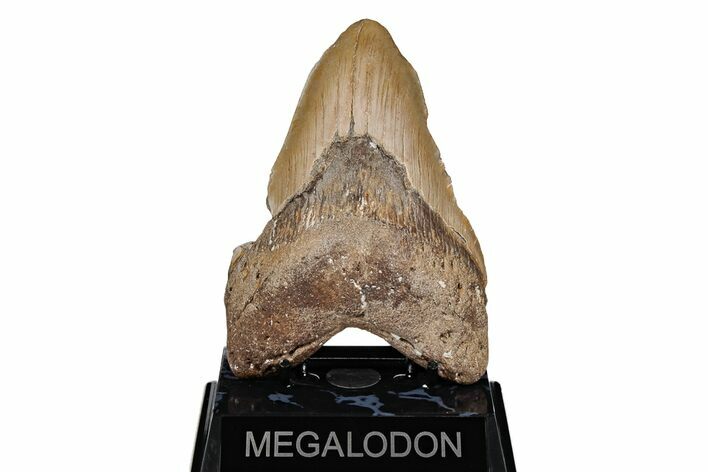 Fossil Megalodon Tooth - North Carolina #201912